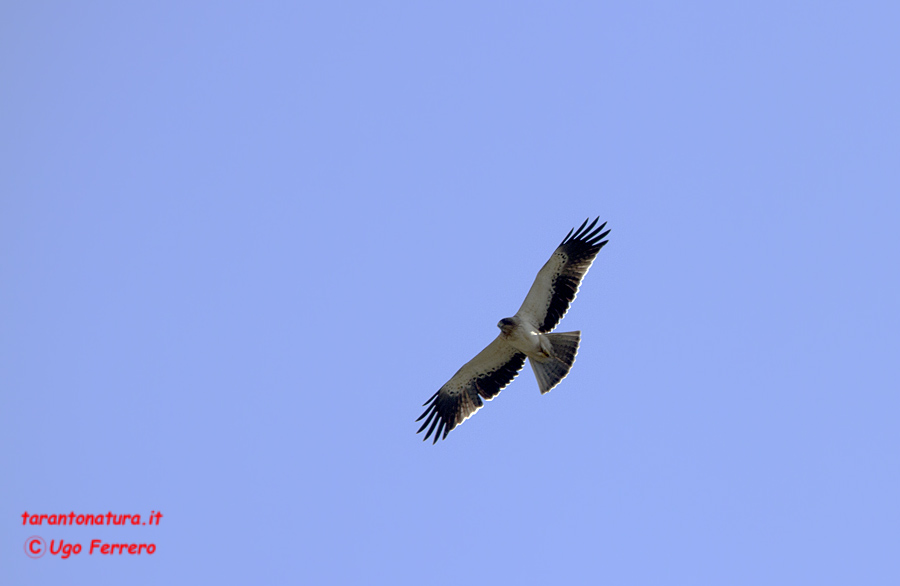 E'' un aquila minore ? Se si sono due !